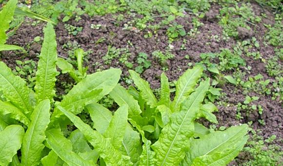 便携式XRF设备在土壤污染检测及修复中的应用