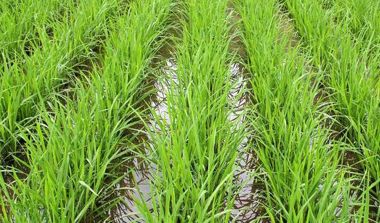 GCMS6800测定水中的6种有机磷残留